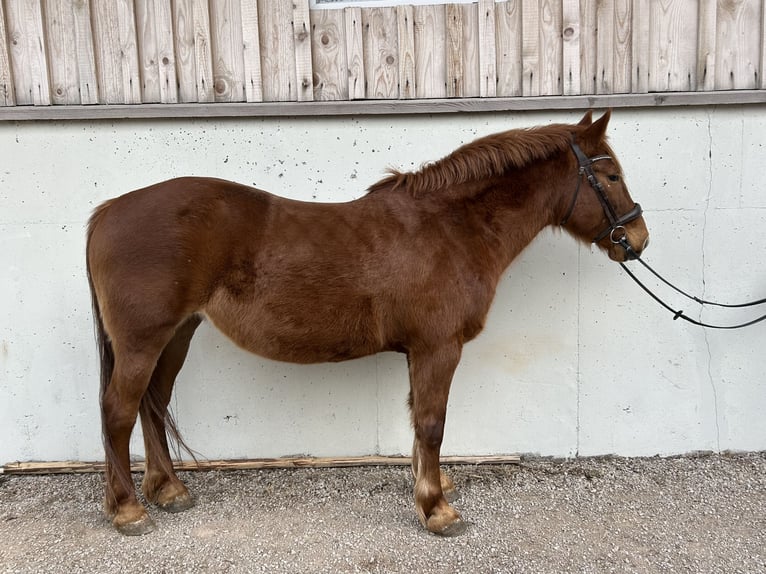 Hucul Mix Mare 10 years 14,1 hh Chestnut-Red in Puchberg am Schneeberg