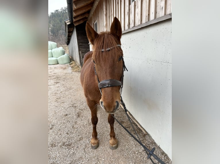 Hucul Mix Mare 10 years 14,1 hh Chestnut-Red in Puchberg am Schneeberg