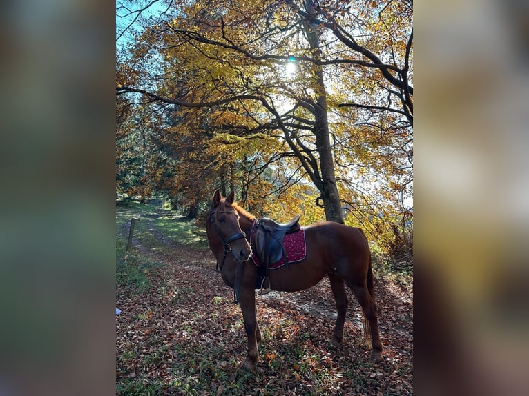 Hucul Mix Mare 10 years 14,1 hh Chestnut-Red in Puchberg am Schneeberg