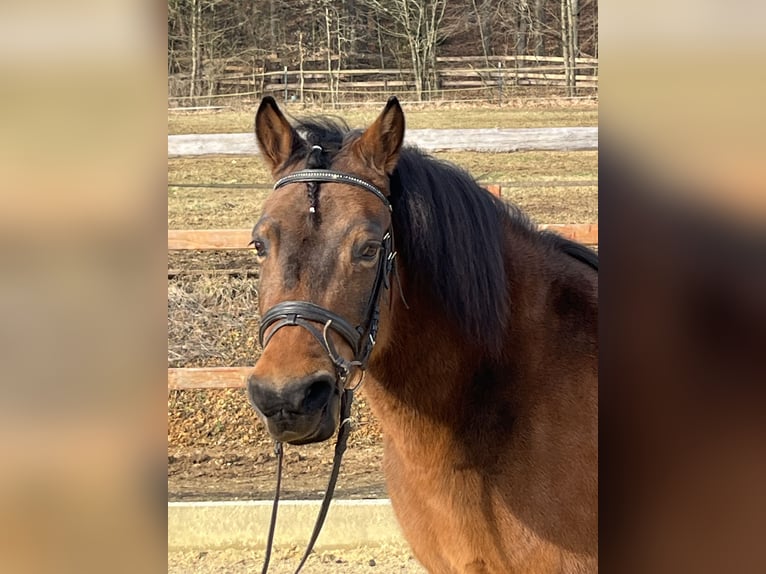 Hucul Mare 10 years 14 hh Brown in Ursensollen