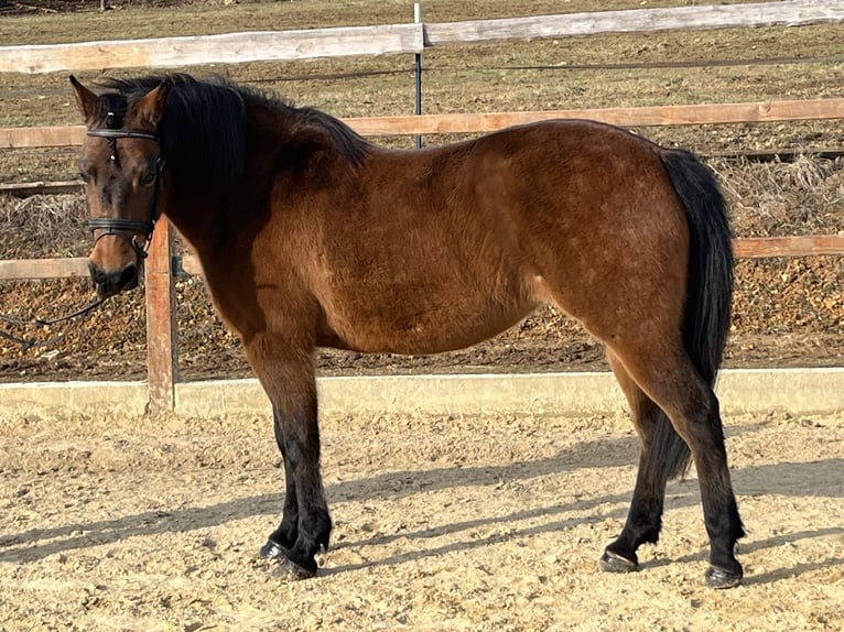 Hucul Mare 10 years 14 hh Brown in Ursensollen