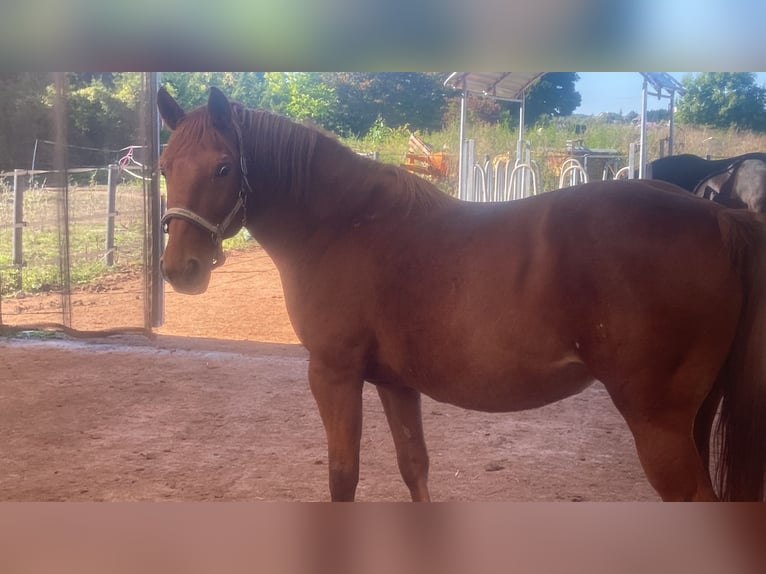 Hucul Mix Mare 10 years 14,1 hh Chestnut-Red in Zeiselmauer