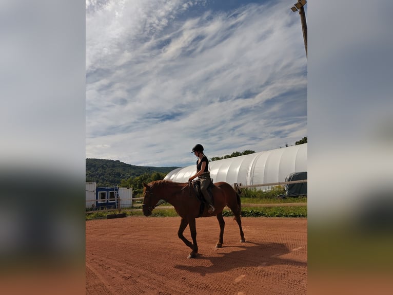 Hucul Mix Mare 10 years 14,1 hh Chestnut-Red in Zeiselmauer
