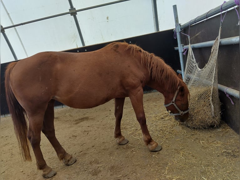 Hucul Mix Mare 10 years 14,1 hh Chestnut-Red in Zeiselmauer