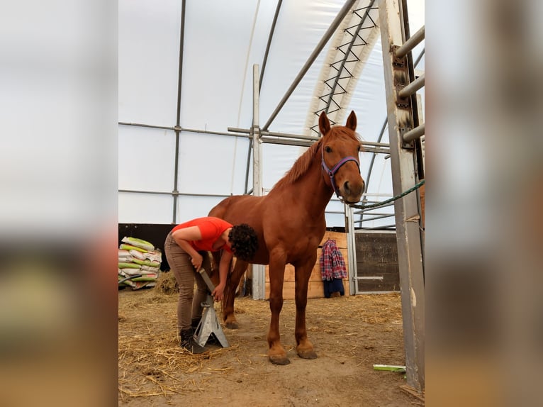 Hucul Mix Mare 10 years 14,1 hh Chestnut-Red in Zeiselmauer