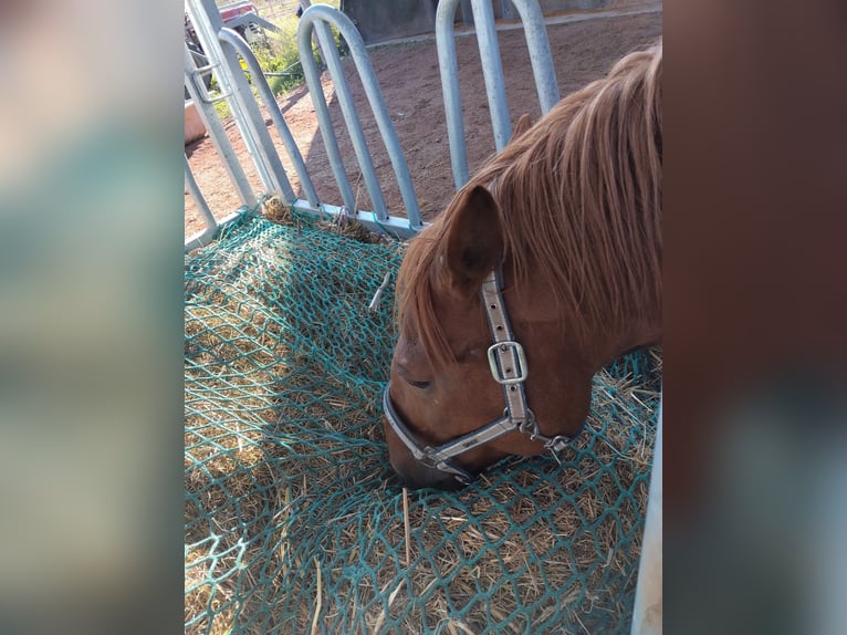 Hucul Mix Mare 10 years 14,1 hh Chestnut-Red in Zeiselmauer