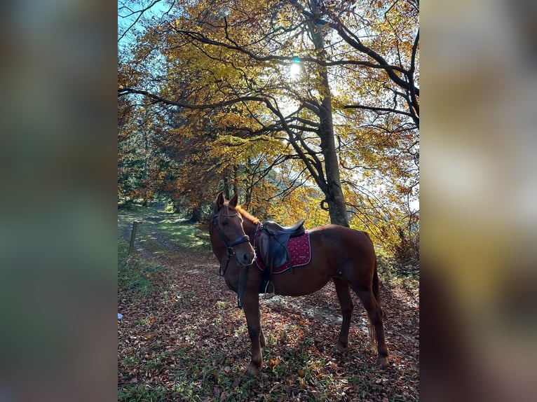 Hucul Mix Mare 10 years 14,1 hh Chestnut-Red in Zeiselmauer