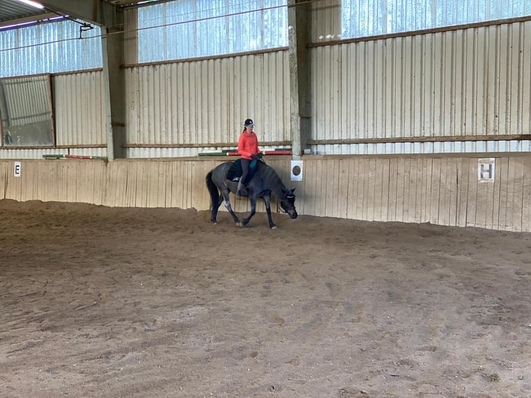 Hucul Mix Mare 11 years 14 hh Brown Falb mold in Hadersdorf am Kamp