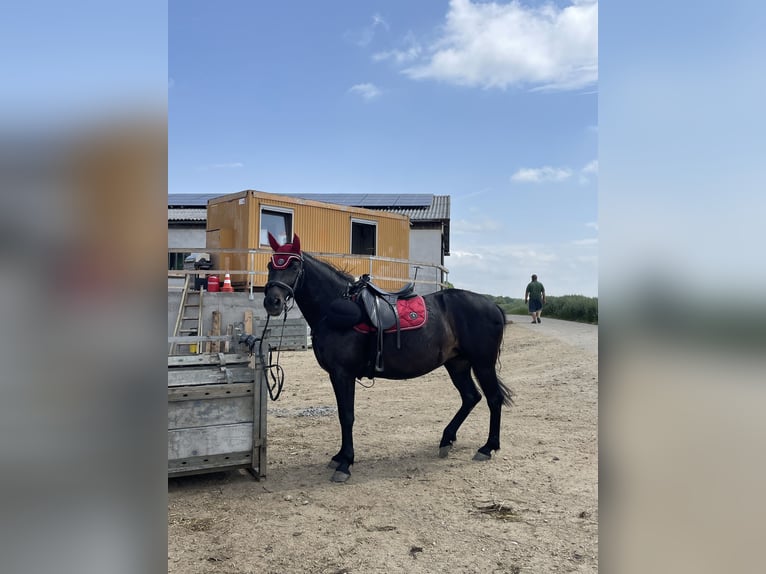 Hucul Mix Mare 11 years 14,2 hh Black in Kirchberg/Walde
