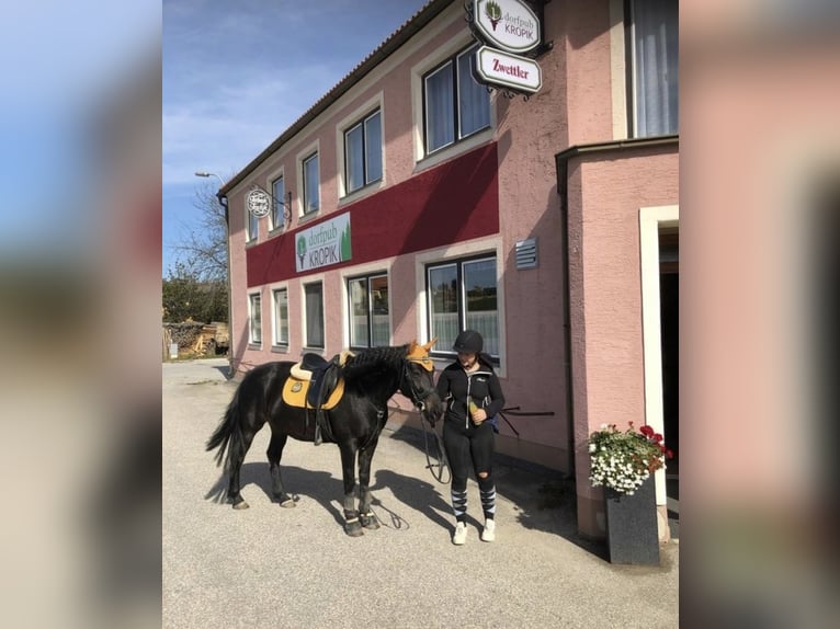 Hucul Mix Mare 11 years 14,2 hh Black in Kirchberg/Walde