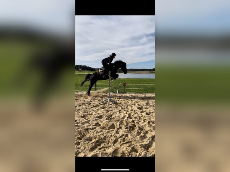 Hucul Mix Mare 11 years 14,2 hh Black in Kirchberg/Walde