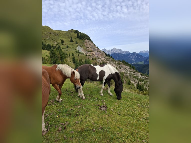 Hucul Mare 13 years 13,1 hh Pinto in Trostberg