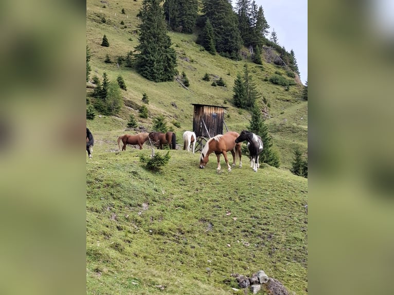 Hucul Mare 13 years 13,1 hh Pinto in Trostberg