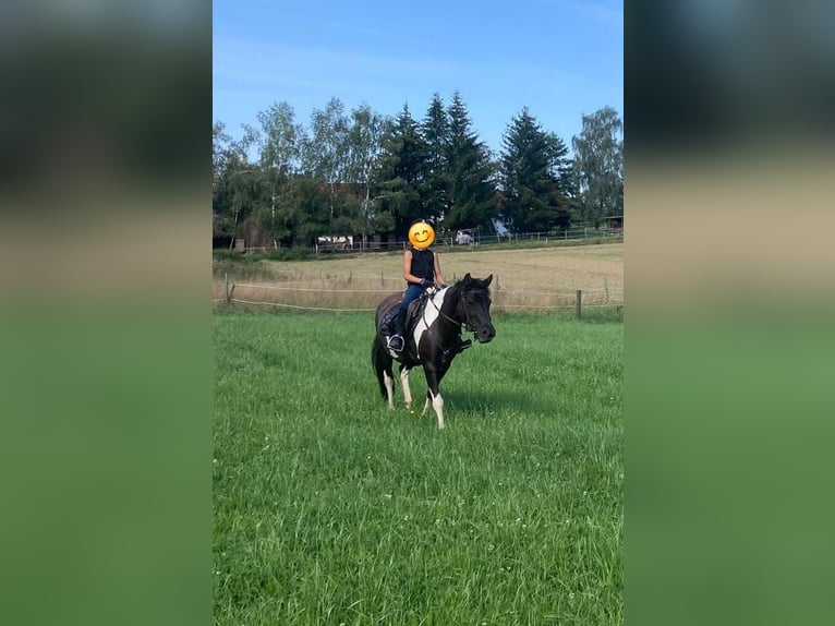 Hucul Mare 13 years 13,1 hh Pinto in Trostberg