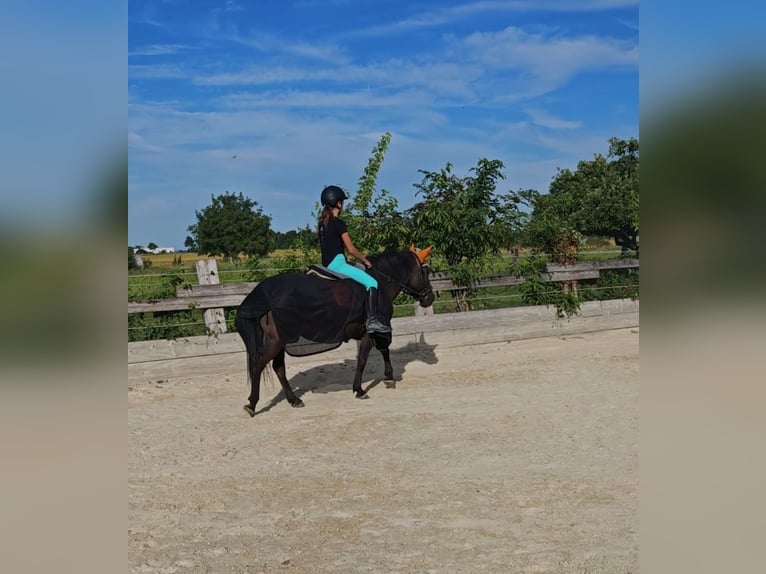 Hucul Mare 13 years 13,2 hh in Schönau an der Triesting