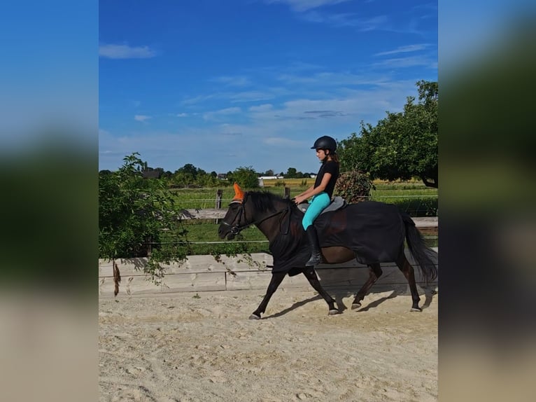 Hucul Mare 13 years 13,2 hh in Schönau an der Triesting