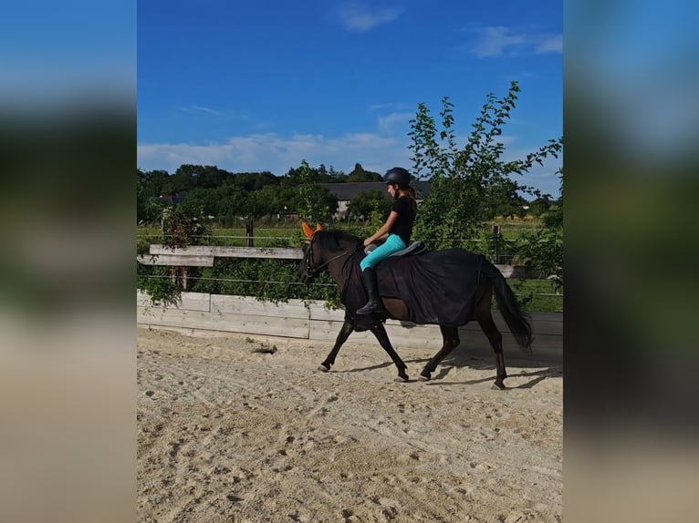 Hucul Mare 13 years 13,2 hh in Schönau an der Triesting