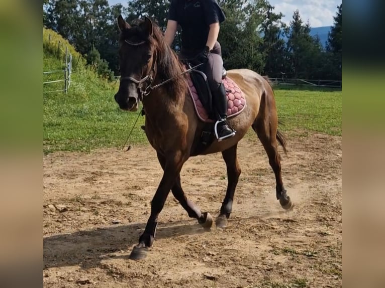 Hucul Mare 13 years 14,3 hh Dun in Gradenberg