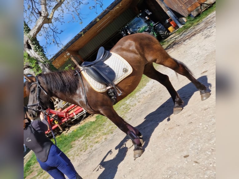 Hucul Mare 13 years 14,3 hh Dun in Gradenberg