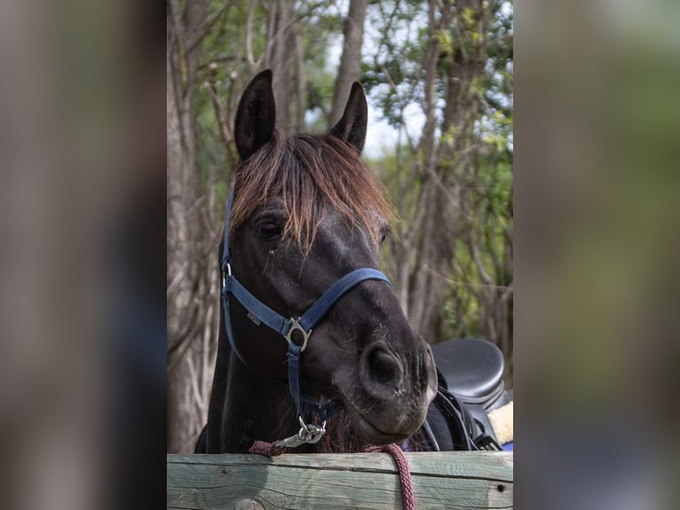 Hucul Mix Mare 14 years 14,1 hh Black in Lasberg