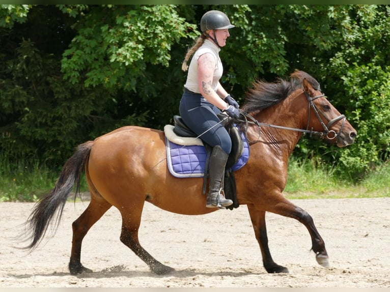 Hucul Mare 14 years 14.2 hh Dun in Ramsau am Dachstein