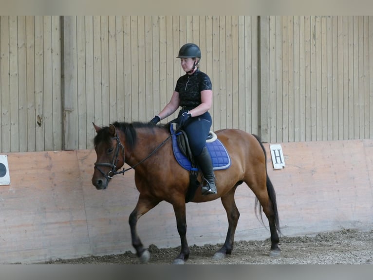 Hucul Mare 14 years 14.2 hh Dun in Ramsau am Dachstein