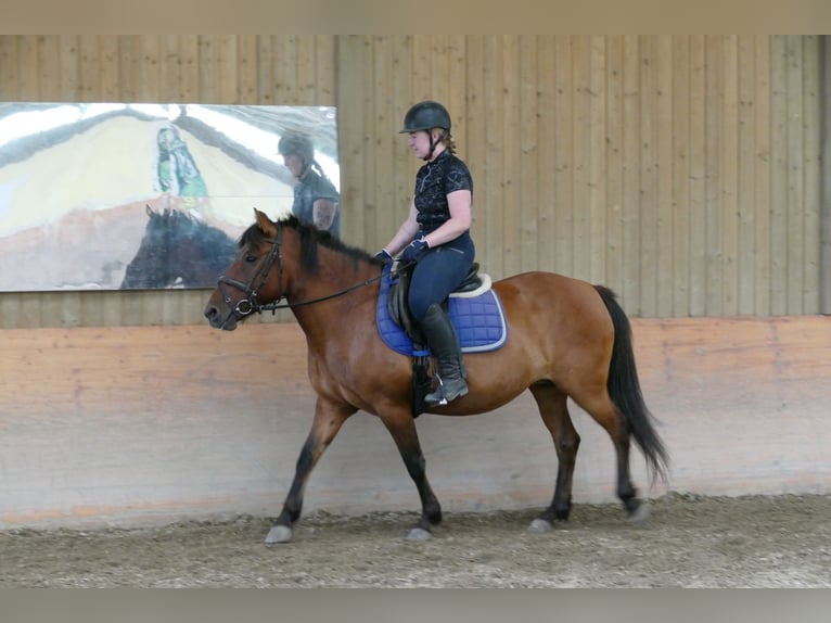 Hucul Mare 14 years 14.2 hh Dun in Ramsau am Dachstein