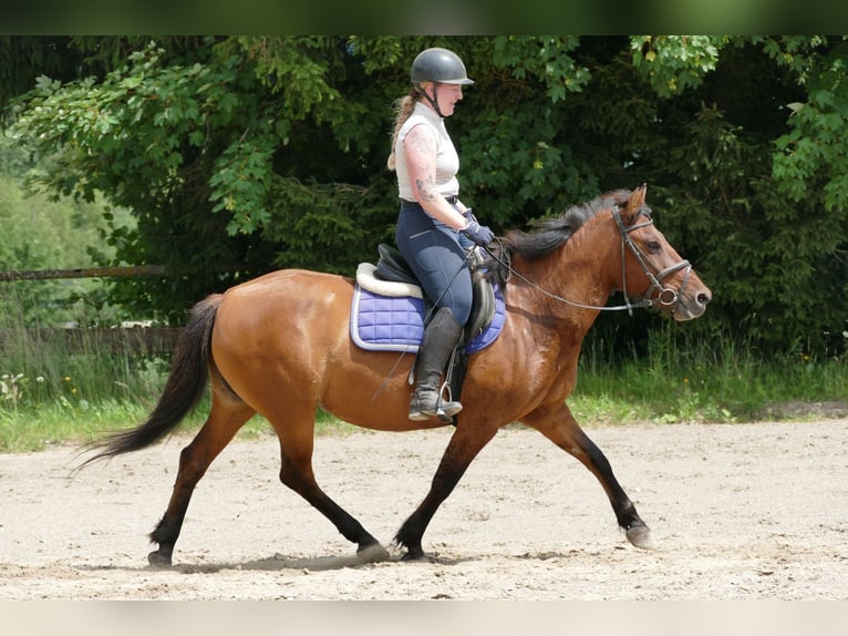 Hucul Mare 14 years 14.2 hh Dun in Ramsau am Dachstein