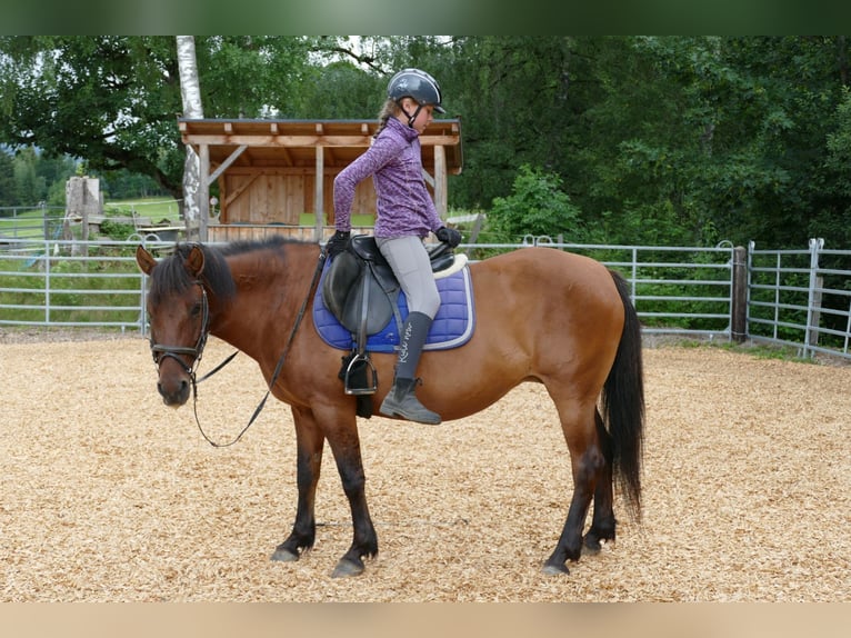 Hucul Mare 14 years 14.2 hh Dun in Ramsau am Dachstein