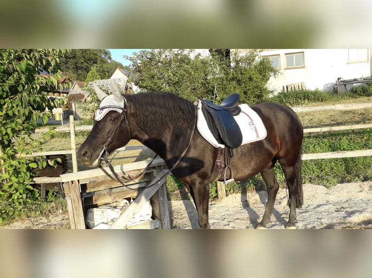 Hucul Mare 15 years 13,3 hh Black in Ühlingen-Birkendorf