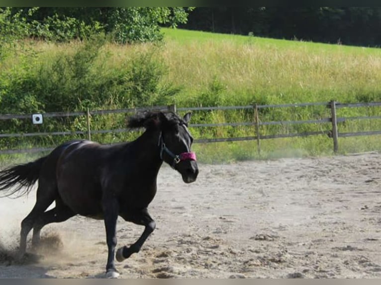 Hucul Mare 15 years 13,3 hh Black in Ühlingen-Birkendorf