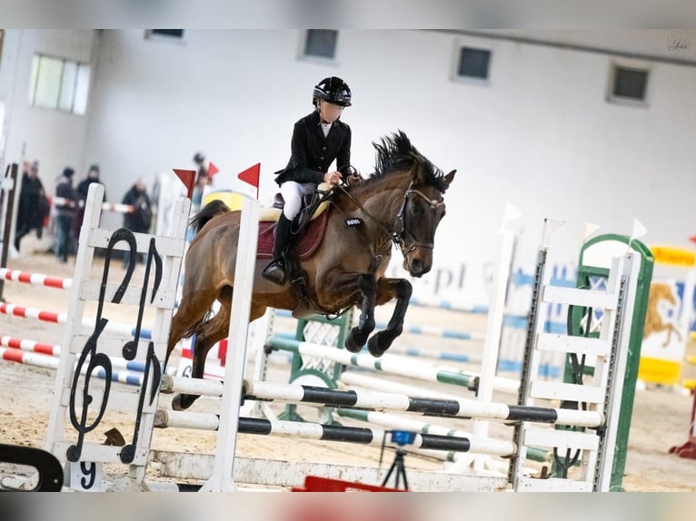 Hucul Mix Mare 15 years 14.1 hh Brown in Poświętne