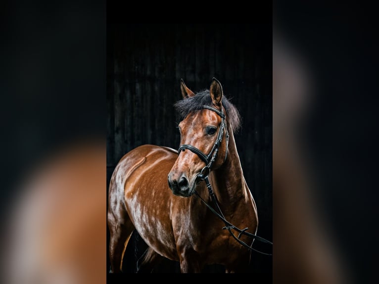 Hucul Mare 15 years 14 hh Brown in Coch