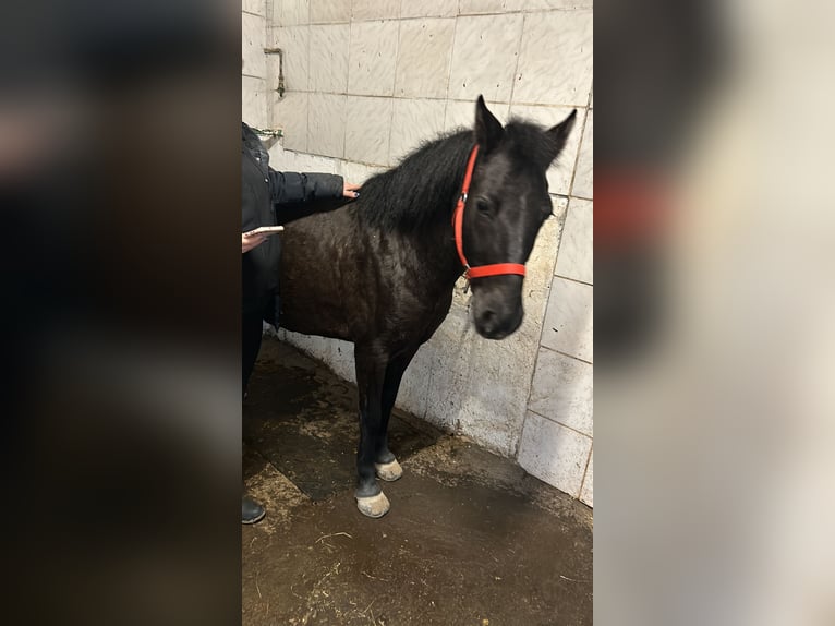Hucul Mare 16 years 13,1 hh Black in Ludwigsburg