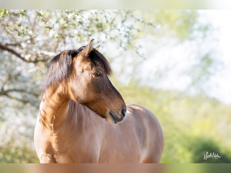 Hucul Mare 18 years 14 hh Dun in Röttingen
