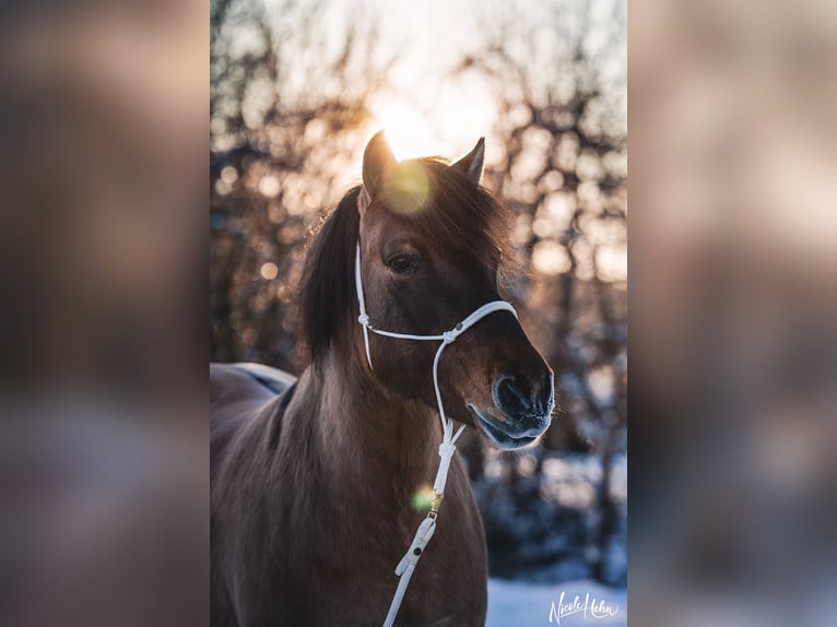 Hucul Mare 18 years 14 hh Dun in Röttingen