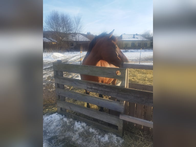 Hucul Mare 19 years 14 hh Brown-Light in Frohsdorf