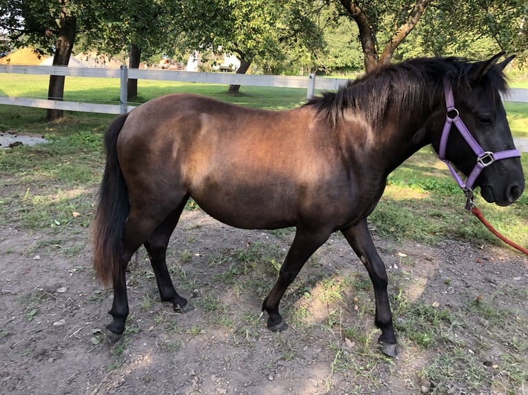 Hucul Mare 1 year 13,1 hh Bay-Dark in Zwickau