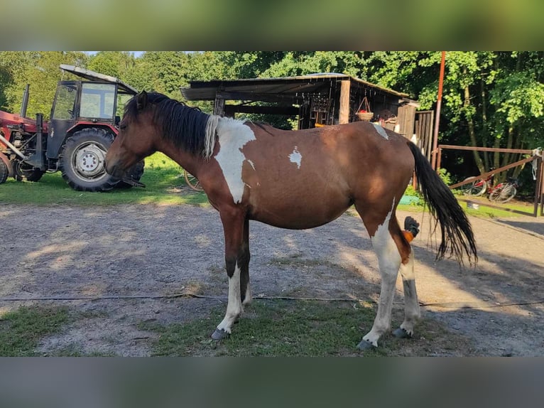 Hucul Mare 1 year 13,2 hh Tobiano-all-colors in Skrzyszów