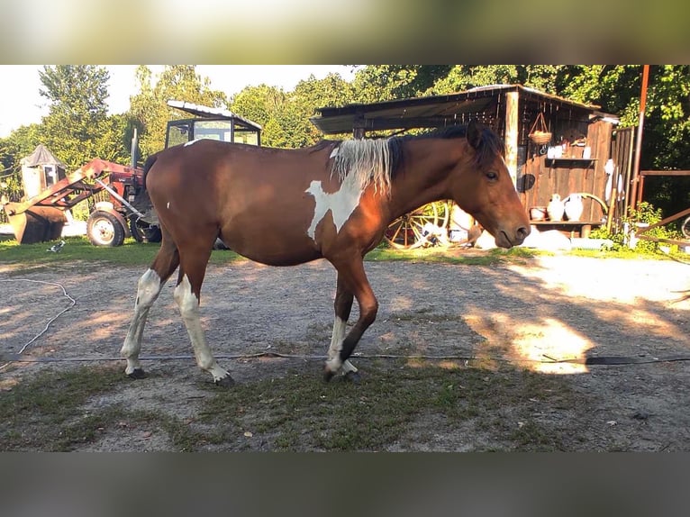 Hucul Mare 1 year 13,2 hh Tobiano-all-colors in Skrzyszów