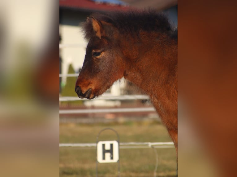 Hucul Mix Mare 1 year 13,2 hh Brown in Kirchbichl