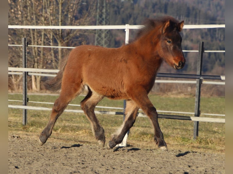 Hucul Mix Mare 1 year 13,2 hh Brown in Kirchbichl