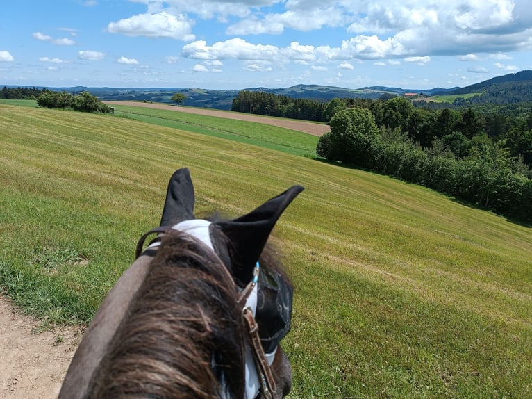 Hucul Mare 20 years 14,1 hh Pinto in Schlag