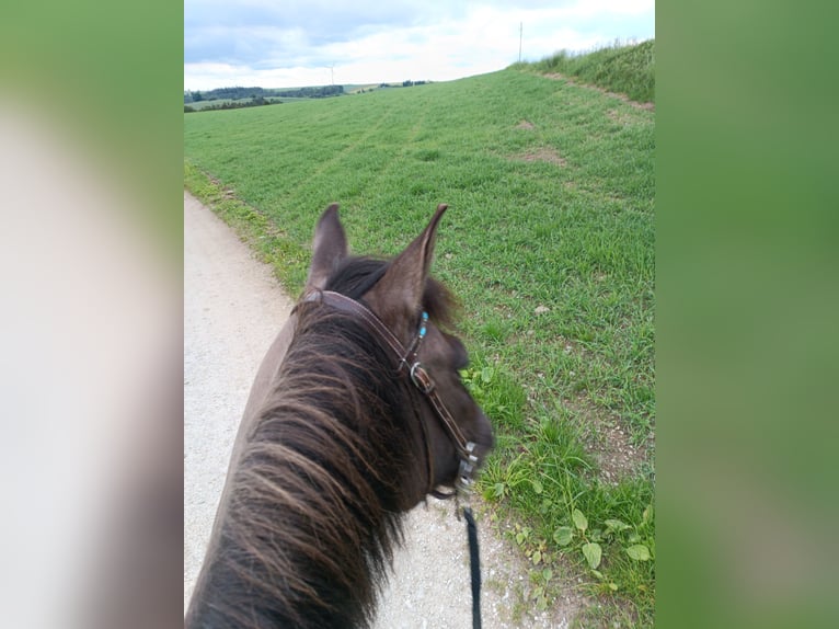 Hucul Mare 20 years 14,1 hh Pinto in Schlag