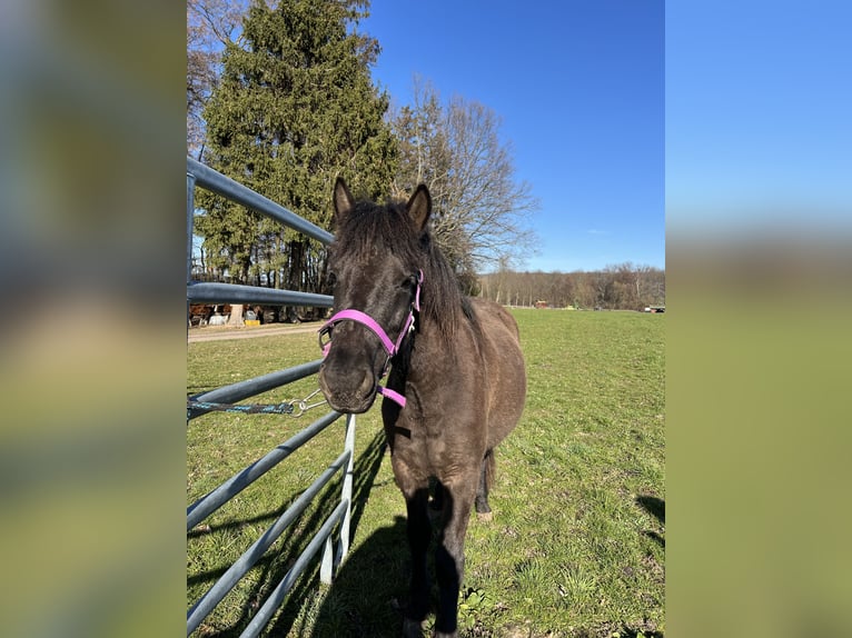 Hucul Mare 2 years 12,2 hh Bay-Dark in Löbau