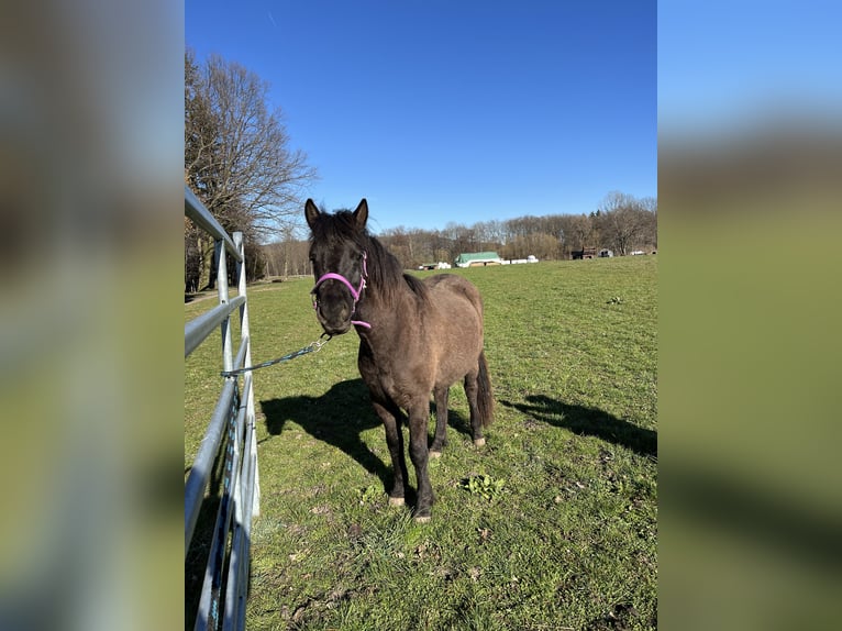 Hucul Mare 2 years 12,2 hh Bay-Dark in Löbau