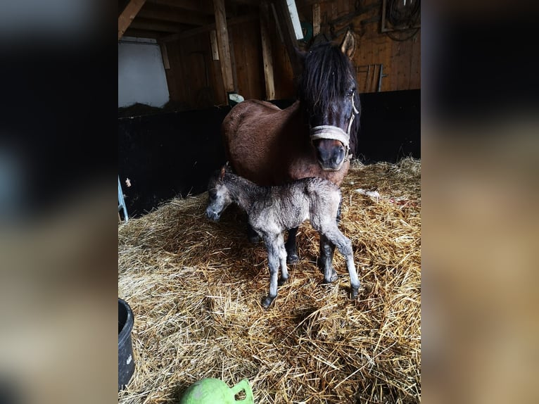 Hucul Mare 2 years 12,2 hh Bay-Dark in Löbau