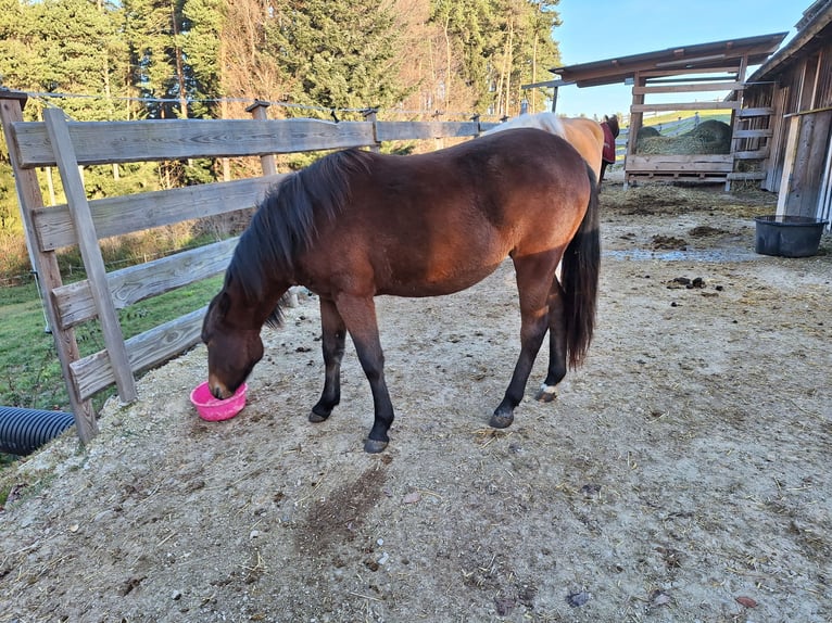 Hucul Mix Mare 2 years 13 hh Brown in Lichtenegg