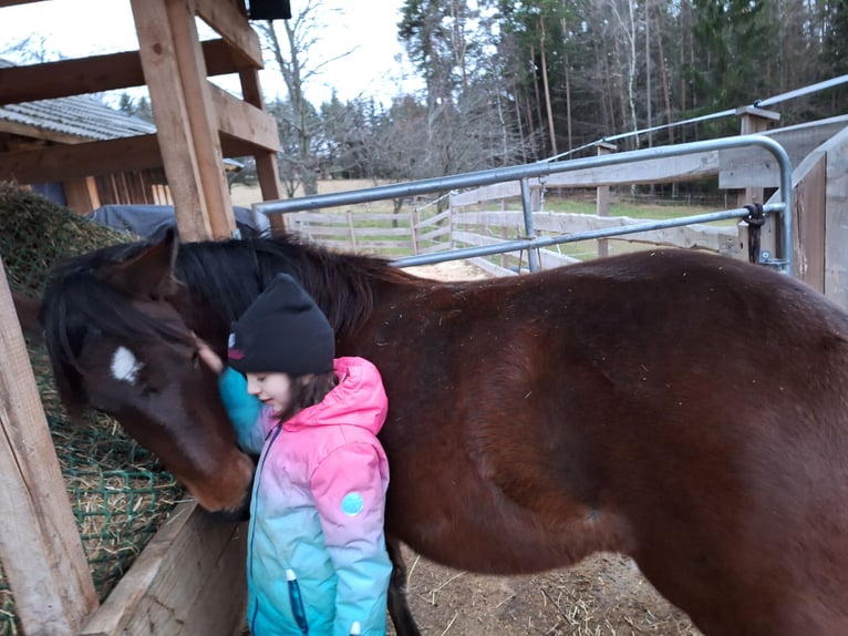 Hucul Mix Mare 2 years 13 hh Brown in Lichtenegg