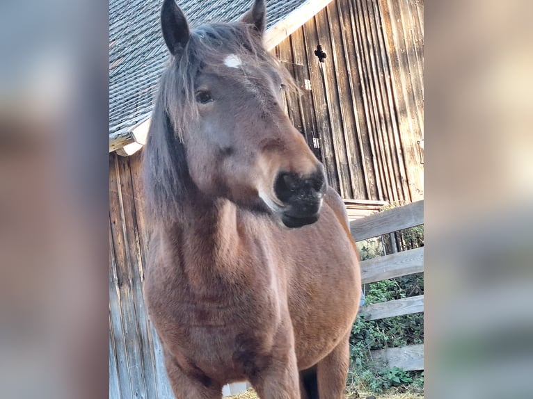 Hucul Mix Mare 2 years 13 hh Brown in Lichtenegg